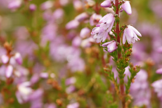 Callune - Calluna vulgaris 