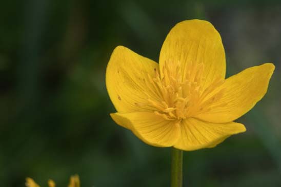 Caltha des marais - Caltha palustris 