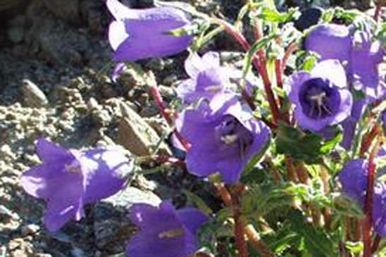 Campanule à belles fleurs - Campanula speciosa 