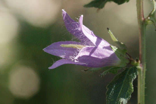 Campanule à feuilles d'ortie - Campanula trachelium subsp. trachelium
