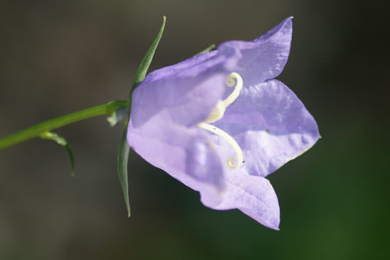 Campanule à feuilles de pêcher - Campanula persicifolia 