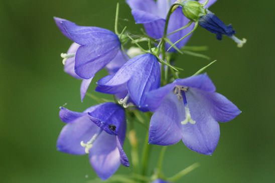 Campanule à feuilles en losange - Campanula rhomboidalis 