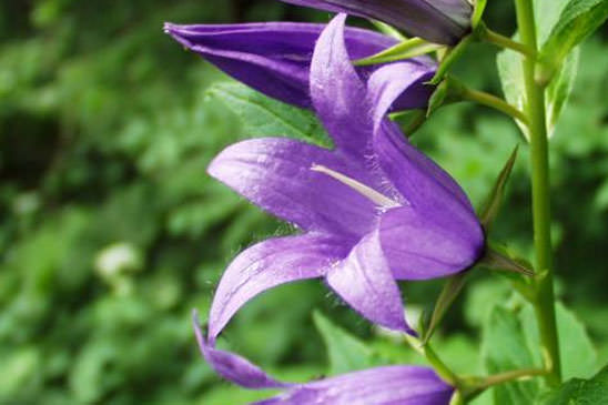 Campanule à feuilles larges - Campanula latifolia 