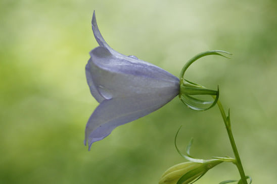 Campanule à feuilles rondes - Campanula rotundifolia subsp. rotundifolia