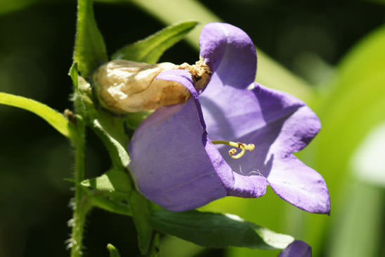 Campanule à grandes fleurs - Campanula medium 