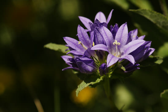 Campanule à fleurs agglomérées - Campanula glomerata subsp. glomerata