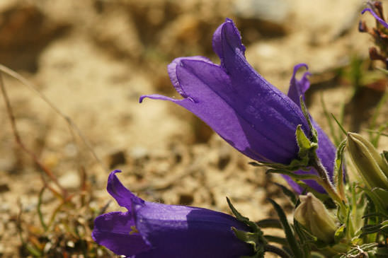 Campanule alpestre - Campanula alpestris 