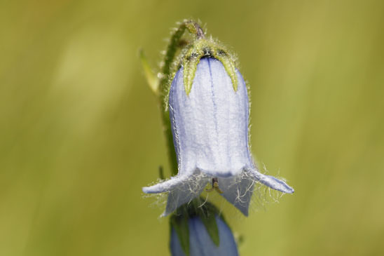 Campanule barbue - Campanula barbata 