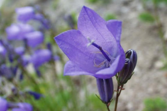 Campanule à feuilles de cochléaire - Campanula cochleariifolia 