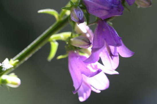 Campanule de Bologne - Campanula bononiensis 