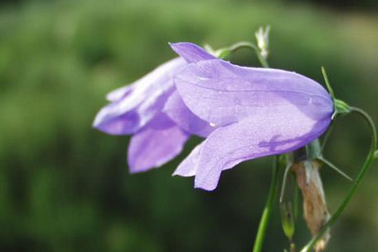 Campanule de Scheuchzer - Campanula scheuchzeri subsp. scheuchzeri