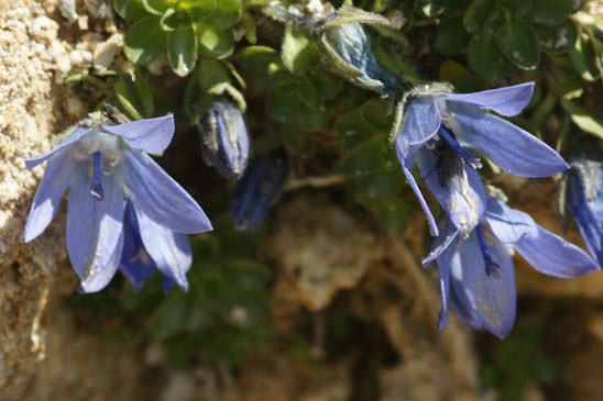 Campanule du mont Cenis - Campanula cenisia 