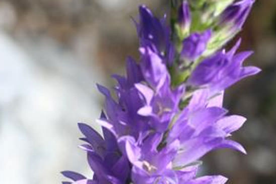 Campanule en épi - Campanula spicata 