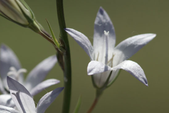 Campanule étalée - Campanula patula 