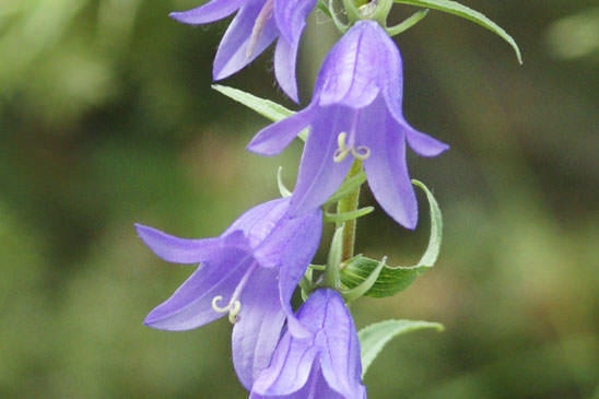 Campanule fausse raiponce - Campanula rapunculoides 