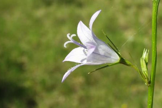 Campanule raiponce - Campanula rapunculus 