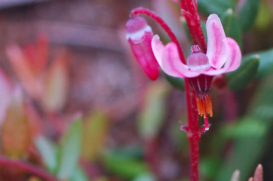 Canneberge - Vaccinium oxycoccos 