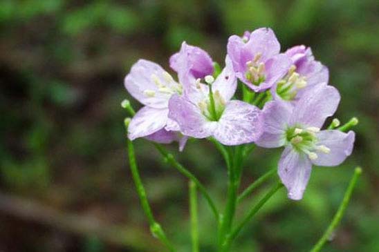 Cardamine à feuilles de Radis - Cardamine raphanifolia 