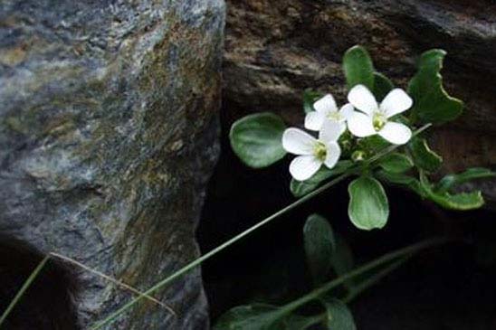 Cardamine des Alpes - Cardamine alpina 