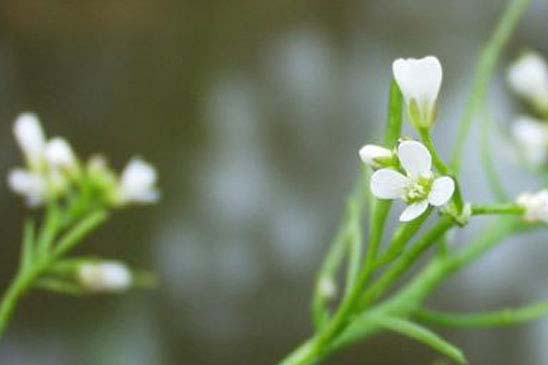 Cardamine des bois - Cardamine flexuosa 