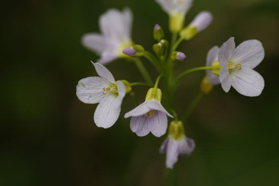 Cardamine des prés - Cardamine pratensis 