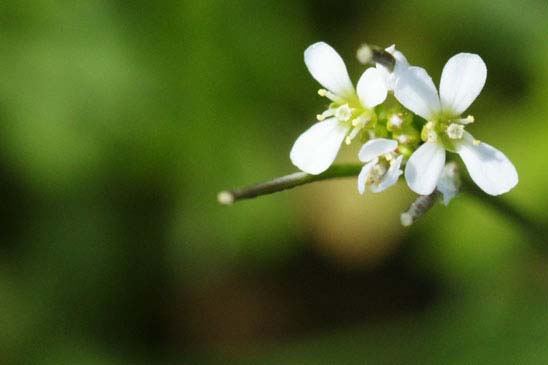 Cardamine hérissée - Cardamine hirsuta 