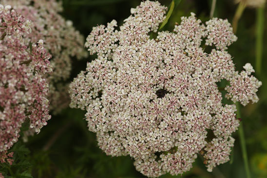 Carotte à gomme - Daucus carota subsp. gummifer