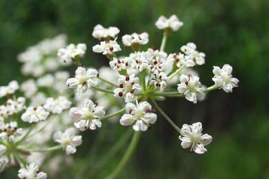 Carvi verticillé - Trocdaris verticillatum 