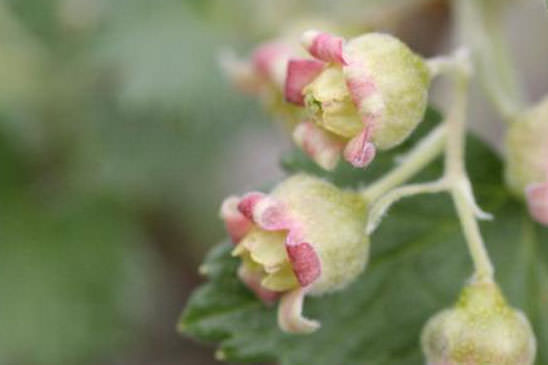 Cassissier - Ribes nigrum 