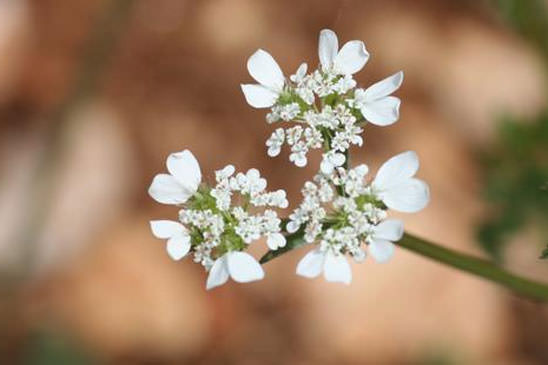 Caucalis à feuilles de carotte - Caucalis platycarpos 