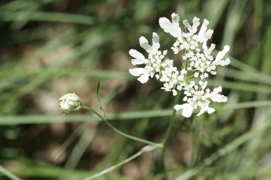 Caucalis à grandes fleurs - Orlaya grandiflora 