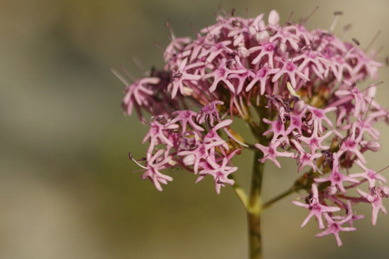 Centranthe à feuilles étroites - Centranthus angustifolius 