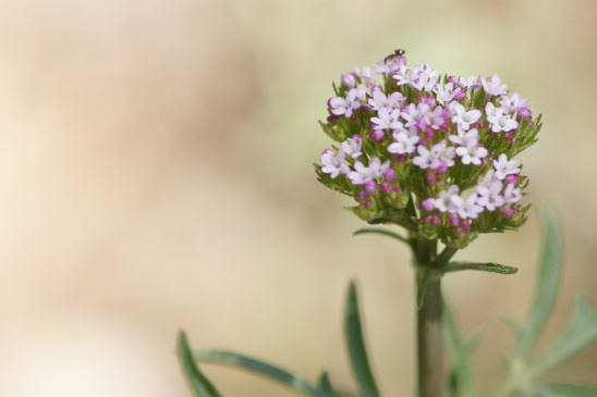 Centranthe chausse-trape - Centranthus calcitrapae 