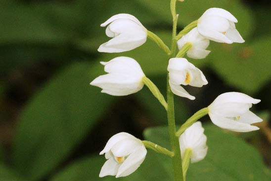 Céphalanthère à longues feuilles - Cephalanthera longifolia 