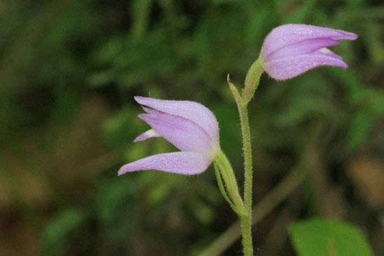 Céphalanthère rouge - Cephalanthera rubra 