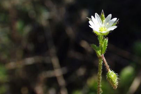 Céraiste à cinq étamines - Cerastium semidecandrum 