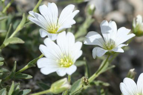 Céraiste à larges feuilles - Cerastium latifolium 