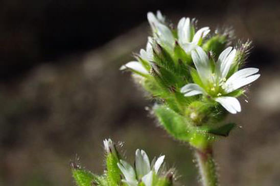 Céraiste aggloméré - Cerastium glomeratum 