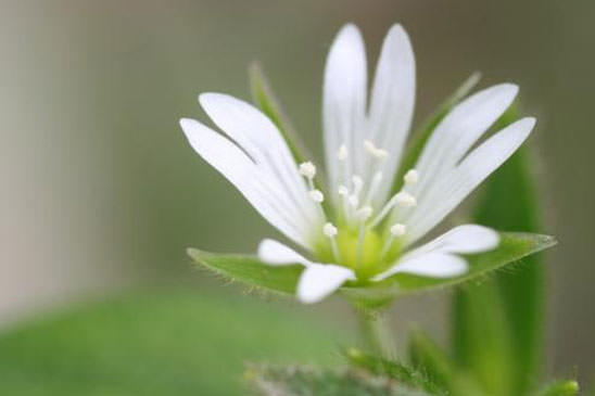 Céraiste commun - Cerastium fontanum subsp. vulgare