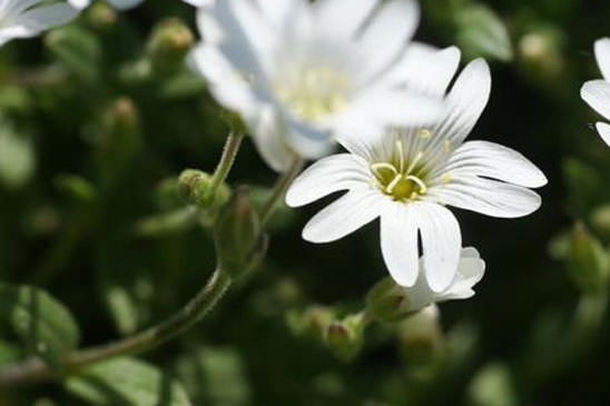 Céraiste des Alpes - Cerastium alpinum 