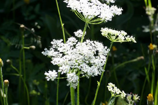 Cerfeuil de Villars - Chaerophyllum villarsii var. villarsii