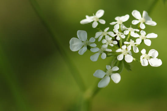 Cerfeuil des bois - Anthriscus sylvestris 