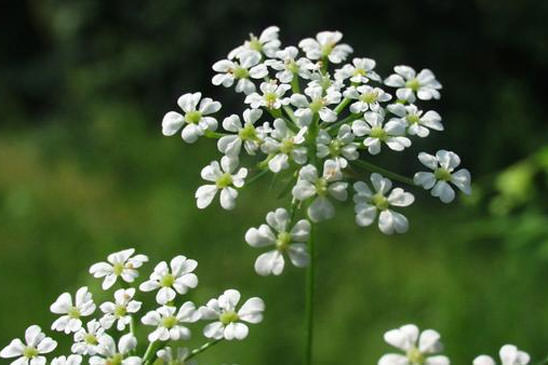 Cerfeuil enivrant - Chaerophyllum temulum 