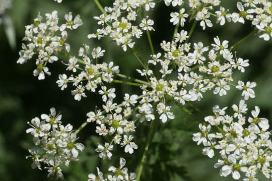 Cerfeuil hirsute - Chaerophyllum hirsutum 