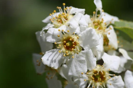 Cerisier à grappes - Prunus padus var. padus