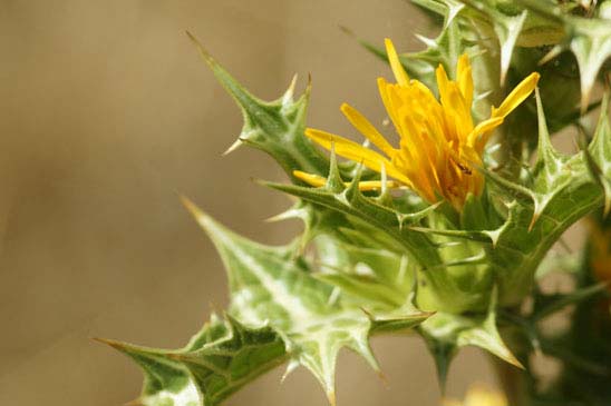 Chardon d'Espagne - Scolymus hispanicus 