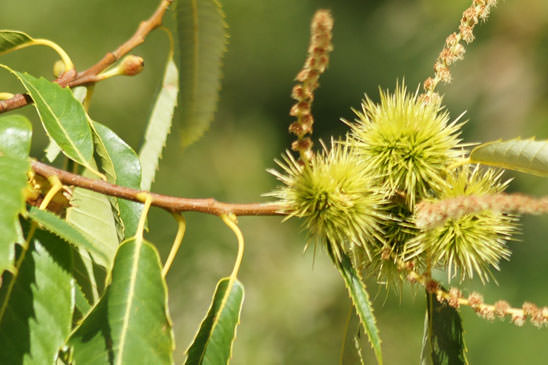 Châtaignier - Castanea sativa 