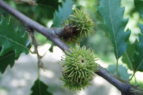 Chêne chevelu - Quercus cerris 