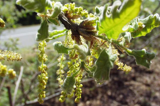 Chêne des Pyrénées - Quercus pyrenaica 