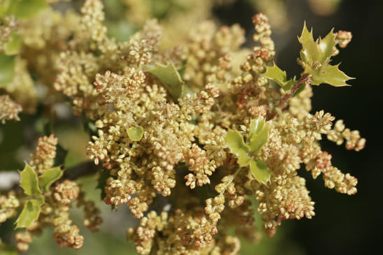 Chêne Kermès - Quercus coccifera 